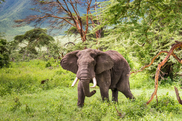 Wild african elephant close up, Botswana, Africa