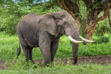 Fototapeta premium Wild african elephant close up, Botswana, Africa
