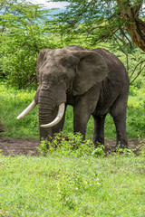 Fototapeta premium Wild african elephant close up, Botswana, Africa