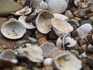 Muschelbank am Rhein bei Bonn 
