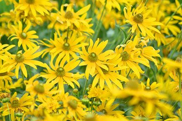 Yellow Chamomile - Doronicum orientale