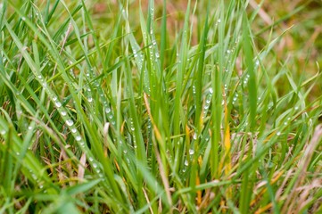 Obraz premium green grass with water drops