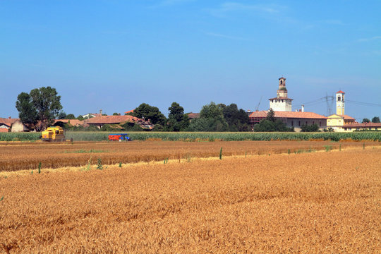 Mietitura e trebbiatura del grano con mietitrebbiatrice a cusago in italia
