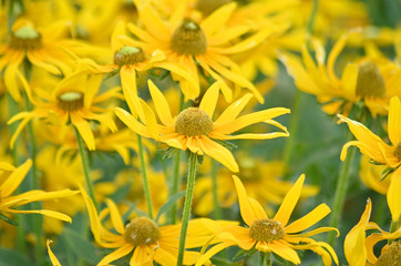 Yellow Chamomile - Doronicum orientale