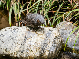 Brown-eared bulbul on a rock in a stream 2