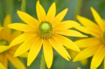 Obraz premium Yellow Chamomile - Doronicum orientale