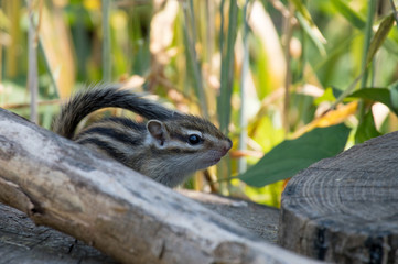 ひょっこり顔を出すシマリス