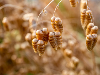 Greater quaking grass pods along a roadside