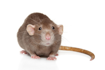 Close-up portrait of a Dumbo rat