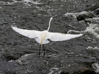 Eastern Great Egret in breeding plumage in flight over a river 1