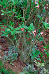 desert rose, plants of family oleander in botanical garden
