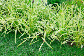 Phnom Penh broad-leaved Ophiopogon japonicus in the botanical garden