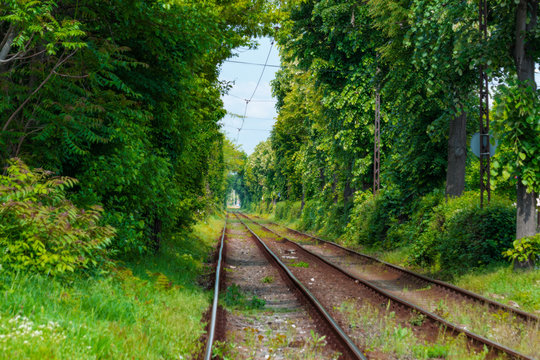 tunnel from trees across the railway. Timisoara. Romania