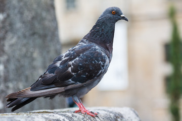 A typical dove sitting on a wall in a city