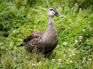 Obraz premium Eastern spotbilled duck in a grassy field 1