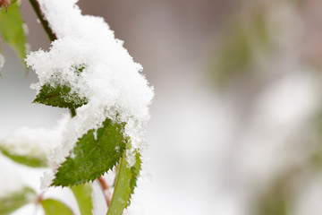 Snow on green leaves, the first snowfall Cityscape