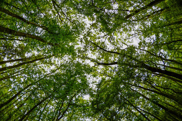 Wide angle view of the trees in the forest