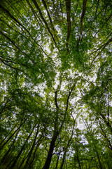 Wide angle view of the trees in the forest