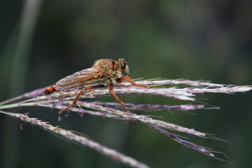 Aggressive fly (asilidae) sits on a branch