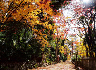 秋の神社の風景