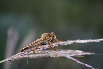 Aggressive fly (asilidae) sits on a branch