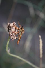 Aggressive fly (asilidae) sits on a dry flower
