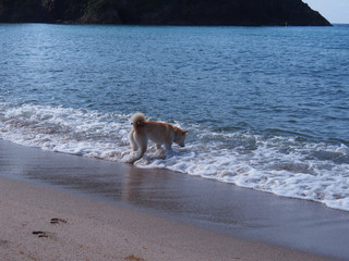 波と戯れる柴犬