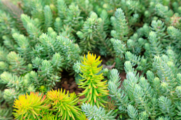 Crassulaceae plants in the botanical garden