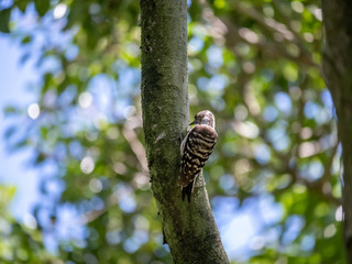 Fototapeta premium Japanese pygmy woodpecker on a tree 2