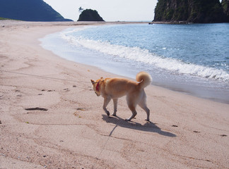 砂浜散歩