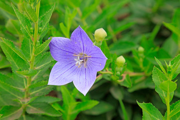 Platycodon grandiflorum in the botanical garden