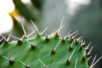 closeup of a cactus