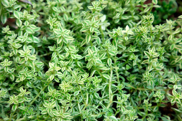 Green foliage plants