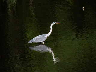 Gray heron wading in a pond 2
