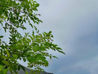 green leaves and blue sky