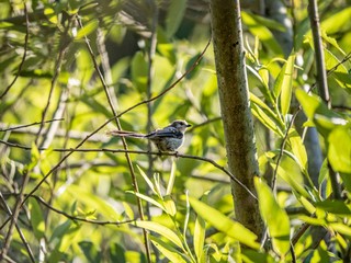 long-tailed bushtit perched in a tree 2