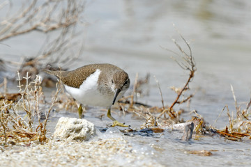 Flussuferläufer (Actitis hypoleucos) - Common sandpiper