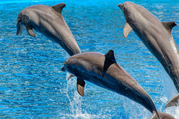 Three dolphins jumping in blue water