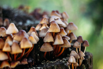 Mycena inclinata mushroom cluster on old rotten stump closeup. A group of brown small mushrooms on...