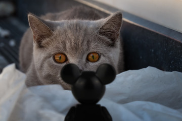 Graues Britisch Kurzhaar Kitten begegnet Micky Maus