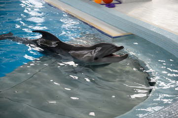 Bottle-nosed dolphin poses in the pool sea water. positive emotions, communication with marine...
