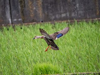 Eastern spot-billed duck landing in a rice paddy 1