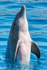 Dolphin dances on blue water