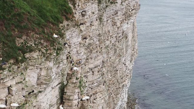 Sea Bird Colony Bempton Cliifs