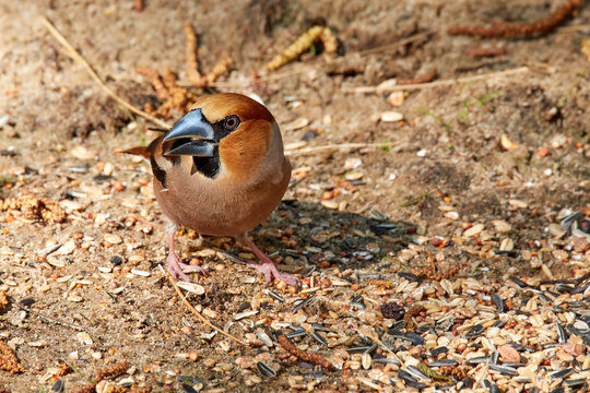 Kernbei&szlig;er pickt Vogelfutter auf dem Boden auf