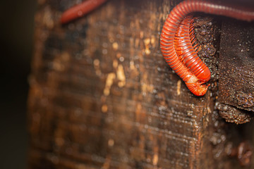 Millipedes,small animals in Asia's rain forest