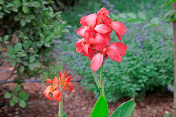 Canna flowers in the botanical garden