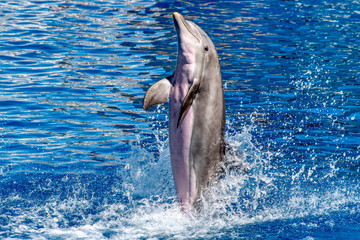Obraz premium Dolphin dances on blue water