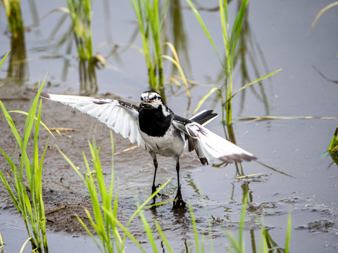 adult white wagtail stretching in a rice pady