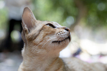 Naklejka na ściany i meble So cute thai cat with yellow eyes.